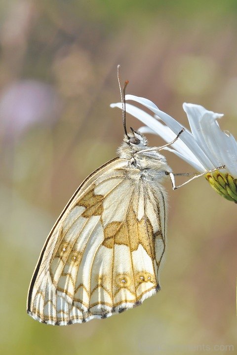 Picture Of Butterfly