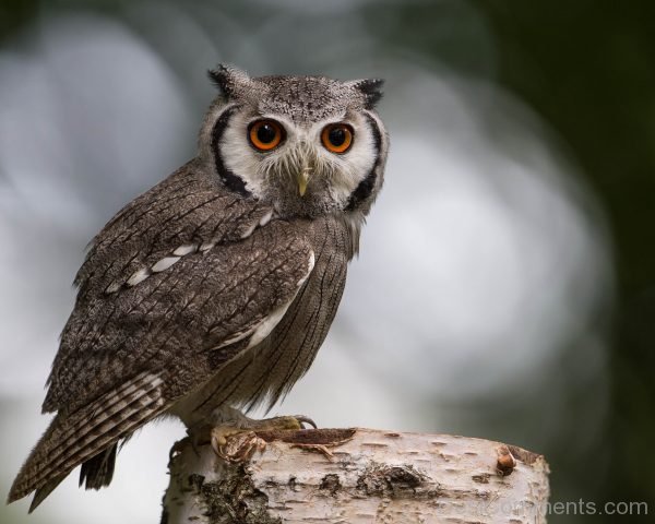 Picture Of Owl