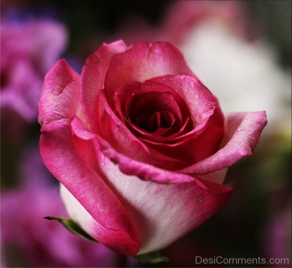 Pink Rose Image