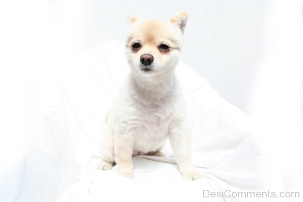 Pomerania Dog Pic