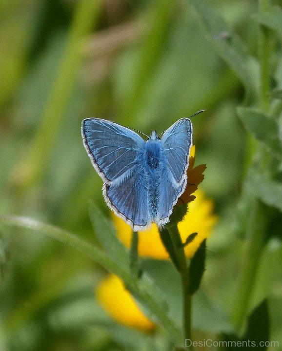 Pseudophilotes Panoptes Butterfly