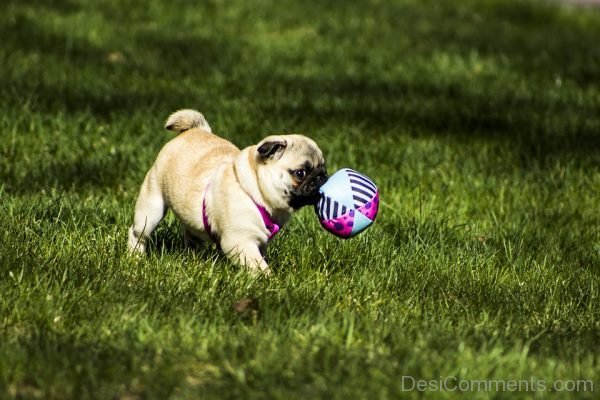 Pug Dog Image