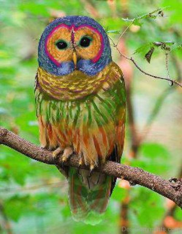 Rainbow Owl