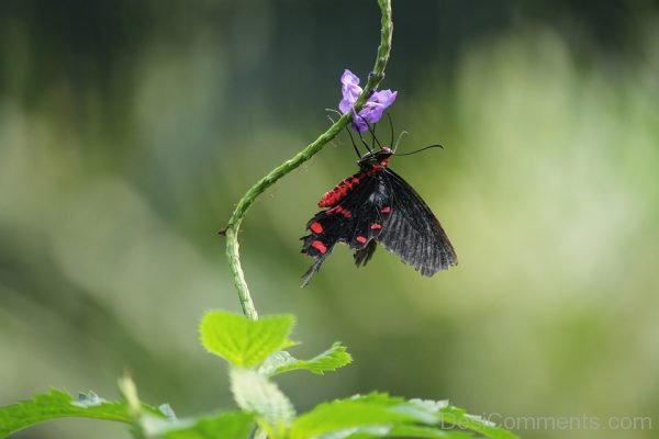 Red And Black Butterfly Pic