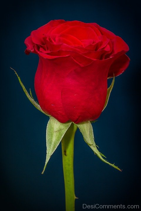 Red Rose Flower