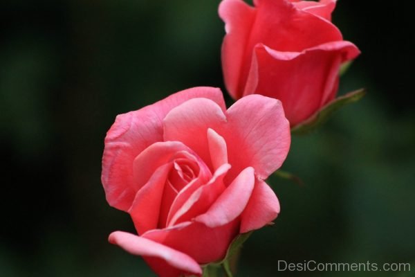 Red Rose Image