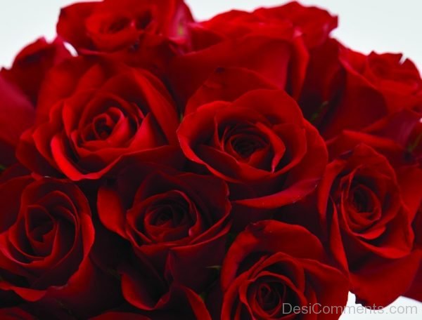 Red Roses