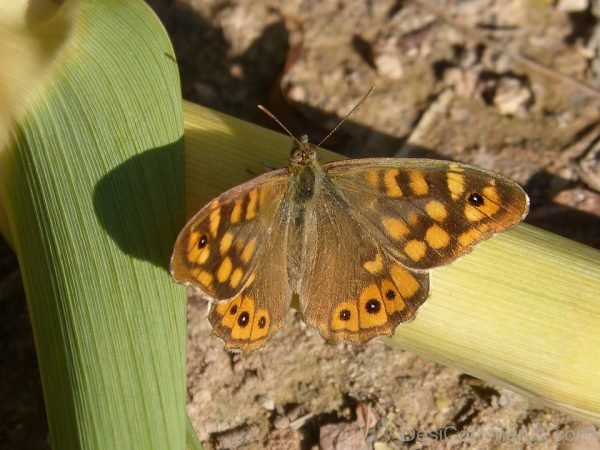 Saltacercas Leaf Butterfly