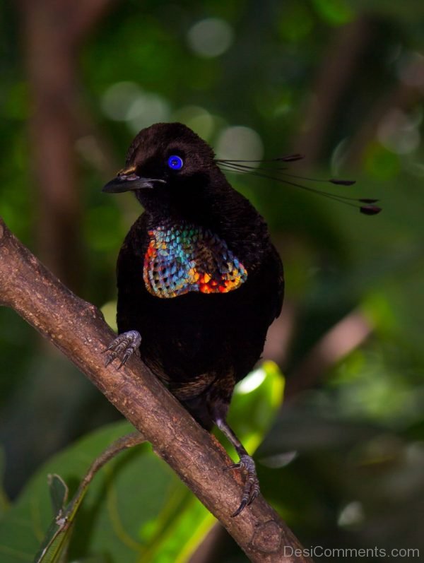 Six Wire Bird Of Paradise