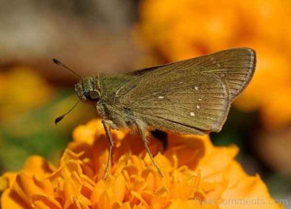 Skipper Butterfly Image