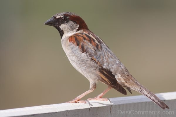 Sparrow