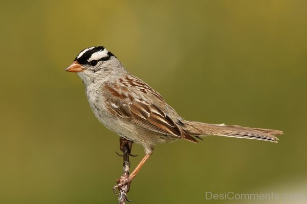 Sparrow Bird