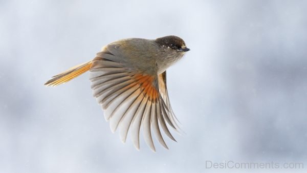 Sparrow Flying