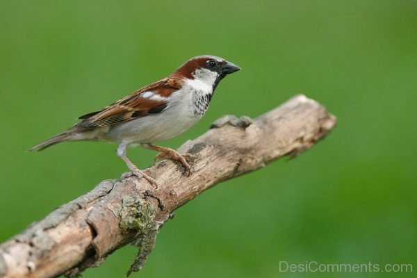 Sparrow Image