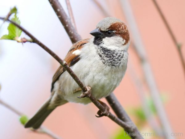 Sparrow Nice Bird