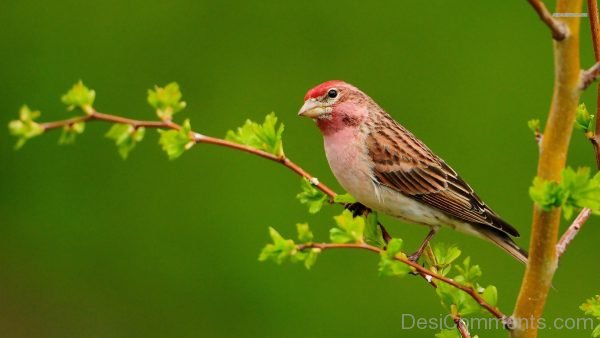 Sparrow Photo