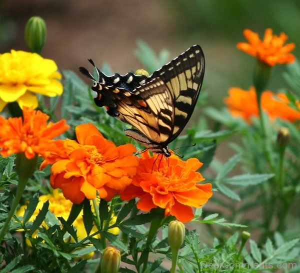 Swallowtail Butterfly Image