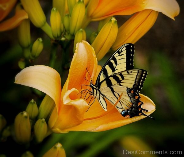 Swallowtail Butterfly Photo