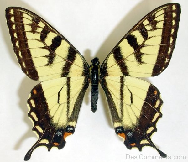 Swallowtail Butterfly Pic