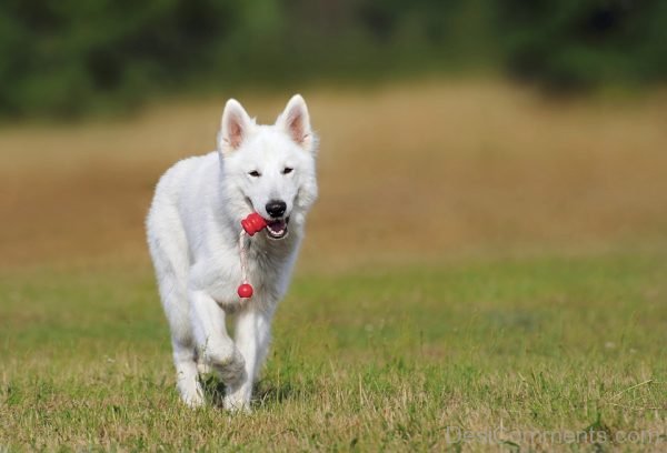 Swiss Shephered Pet Dog