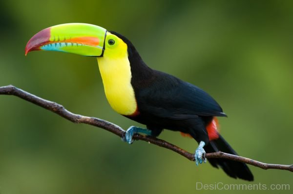 Toucan Image