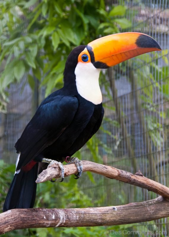 Toucan Photo