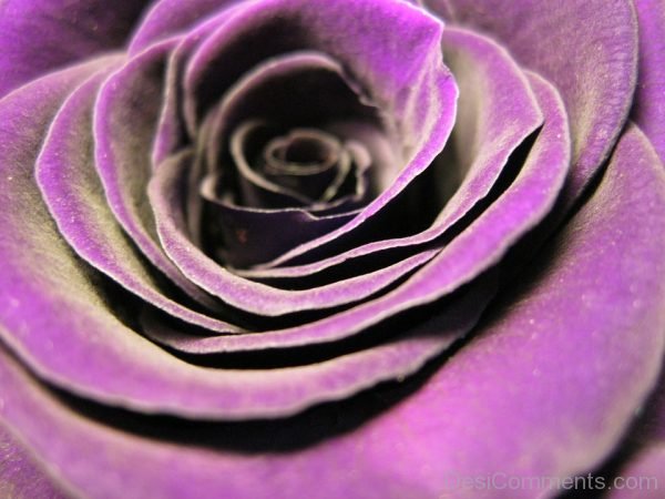 Violet Rose Flower