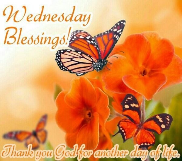 Wednesday Blessings