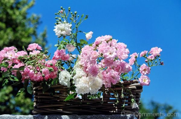 White And Pink Rose