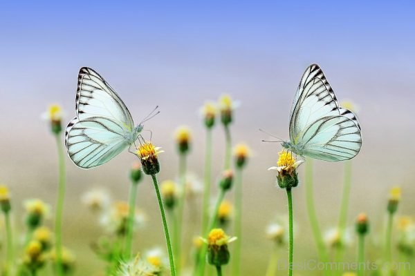 White Butterfly