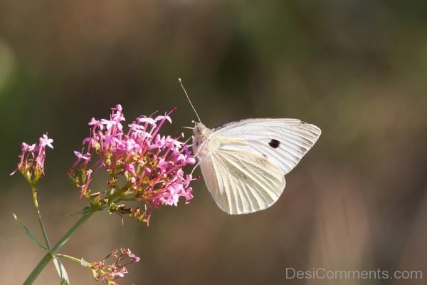 White Butterfly Image