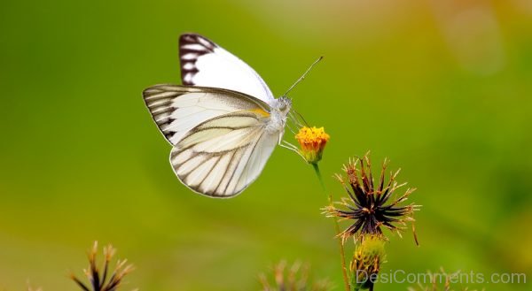 White Butterfly Pic