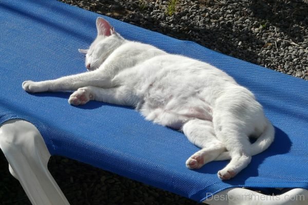 White Cat Sleeping