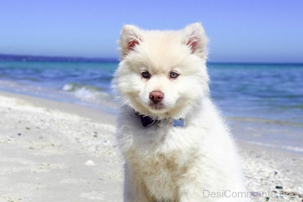 White Dog Pet Image
