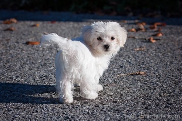 White Dog Pet Photo