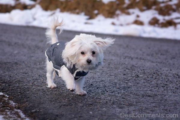 White Dog Pic