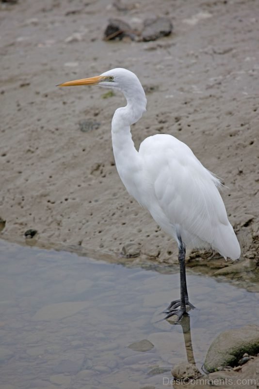 White Heron