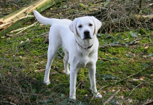 White Labrador Dog Pet Image