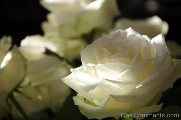 White Rose