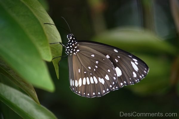 Wonderful Photo Of Butterfly