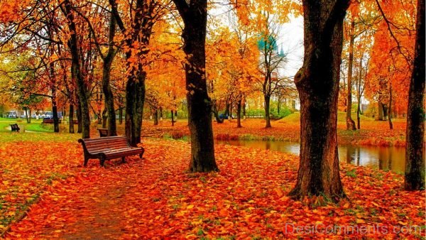 Wonderful Pic Of Autumn