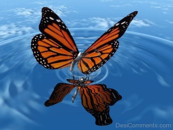 Wonderful Pic Of Butterfly