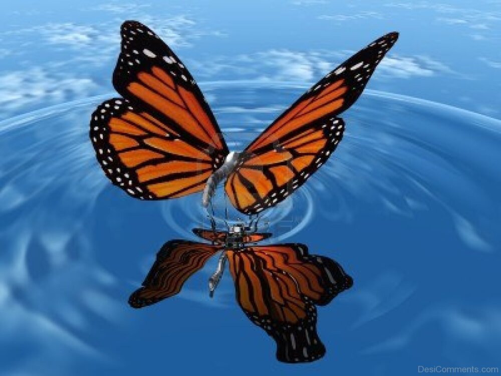 Butterfly Pictures, Images, Graphics