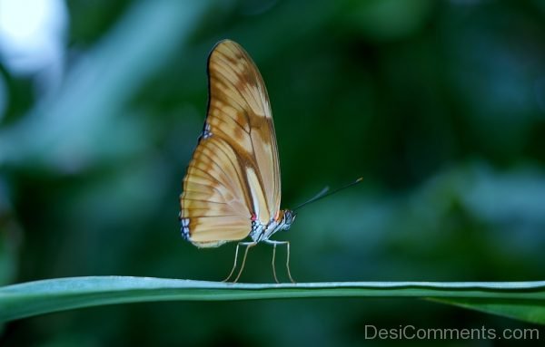 Wonderful Picture Of Butterfly