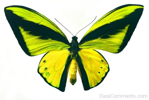 Yellow And Black Butterfly