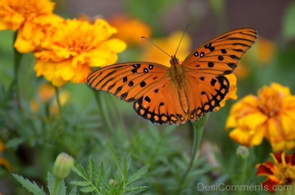 Yellow And Black Butterfly Image