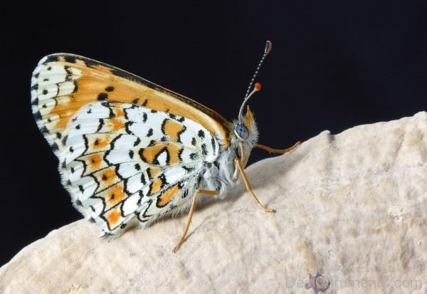 Yellow And White Butterfly