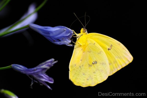 Yellow Butterfly