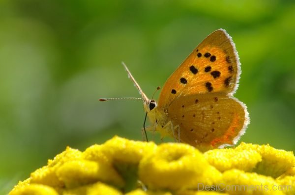 Yellow Butterfly Image