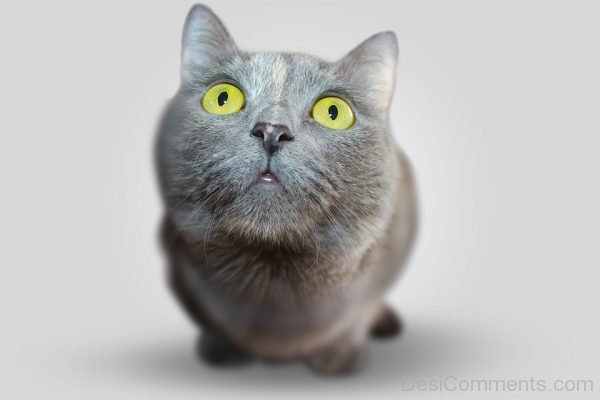 Yellow Eyes Cat Pet Image